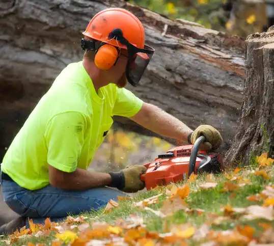 tree services Paw Paw